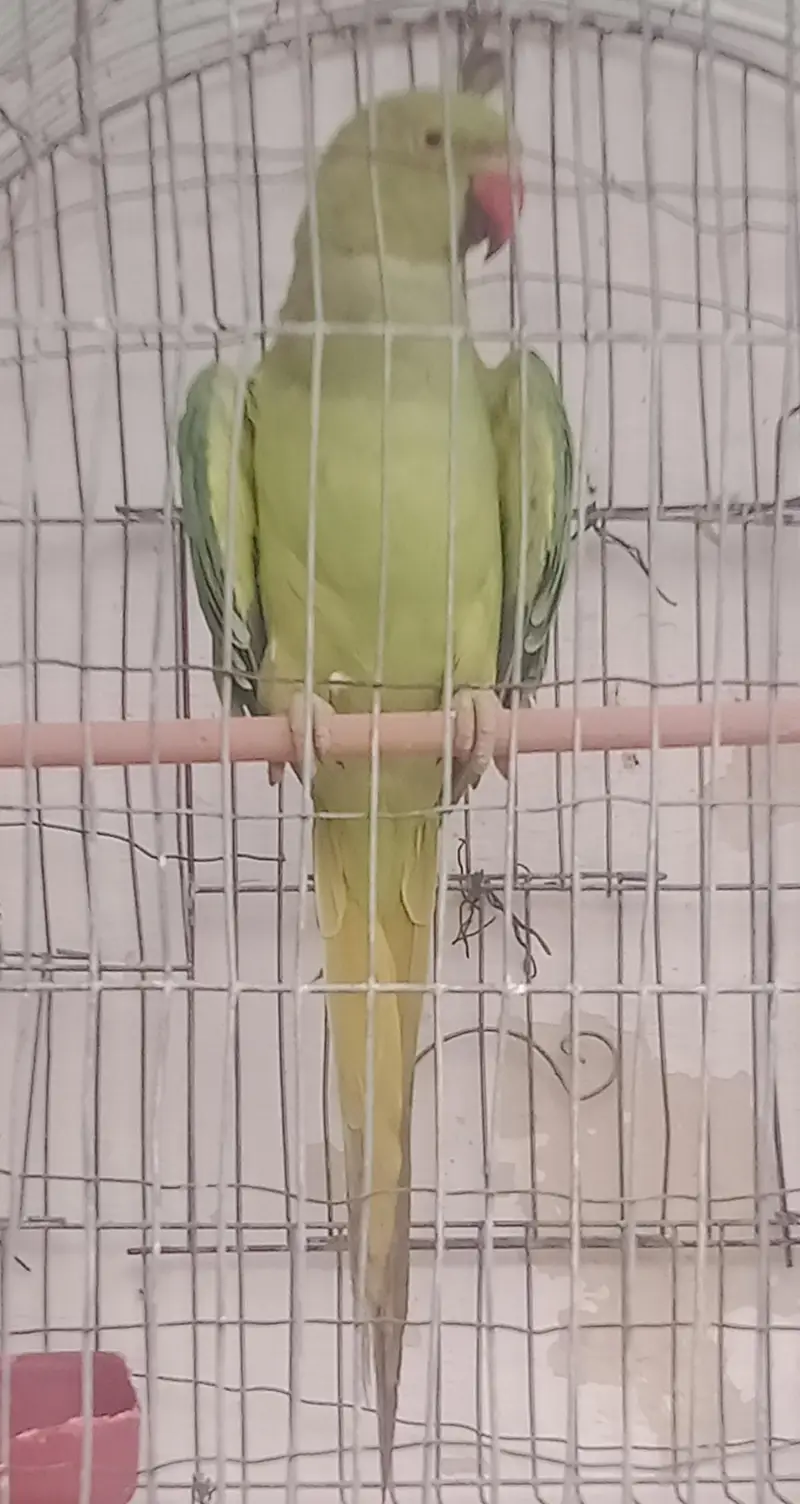 ringneck parrot and Alexandria parrot (Pahari toty) — photo 7