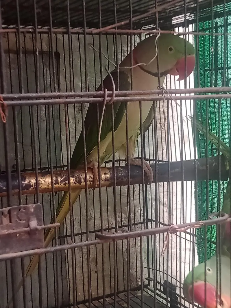 ringneck parrot and Alexandria parrot (Pahari toty) — photo 8