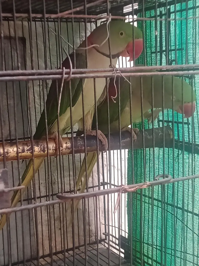 ringneck parrot and Alexandria parrot (Pahari toty) — photo 9