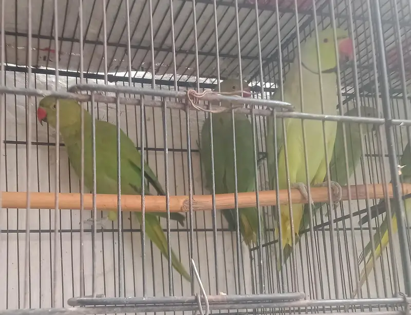 ringneck parrot and Alexandria parrot (Pahari toty) — photo 10