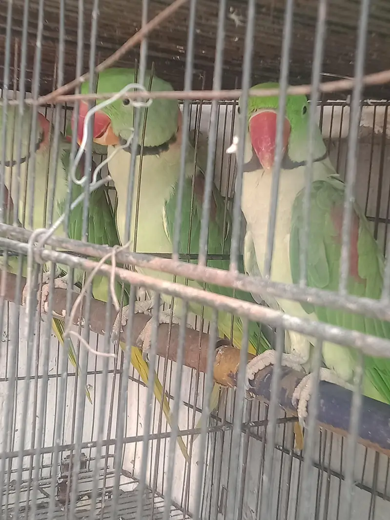 ringneck parrot and Alexandria parrot (Pahari toty) — photo 11