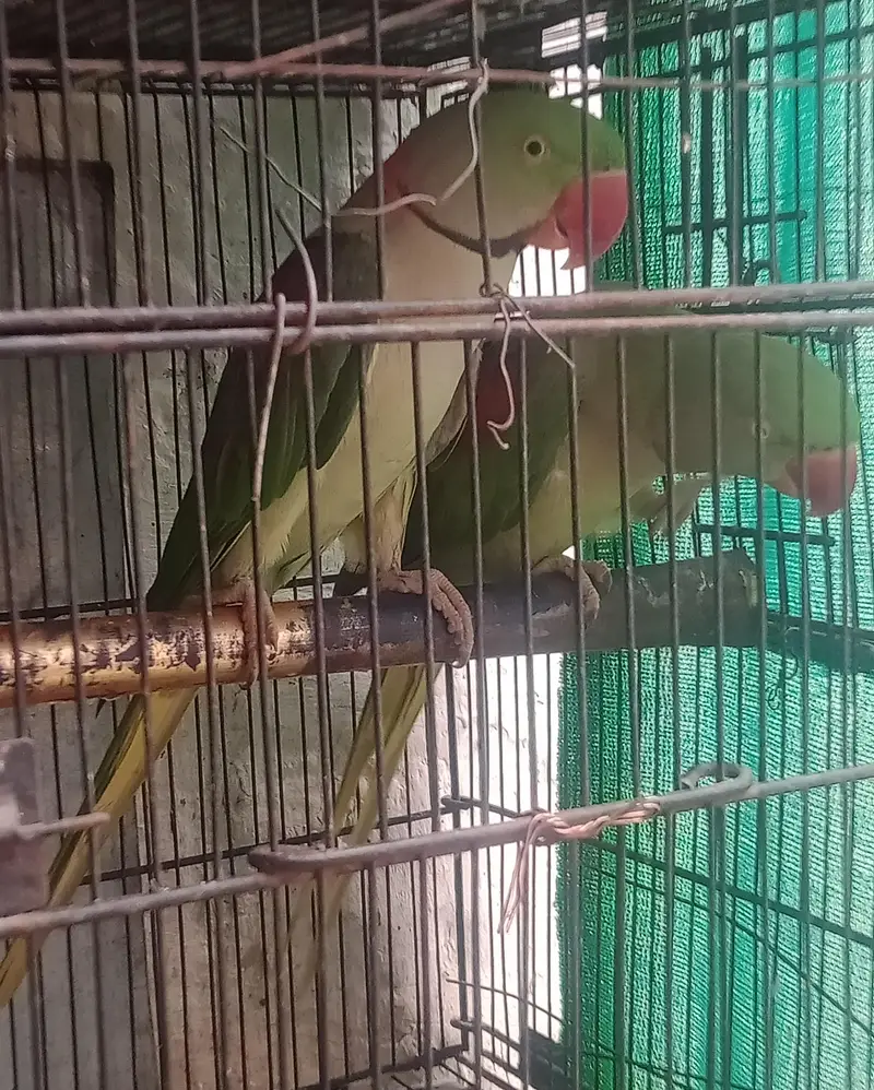ringneck parrot and Alexandria parrot (Pahari toty) — photo 12