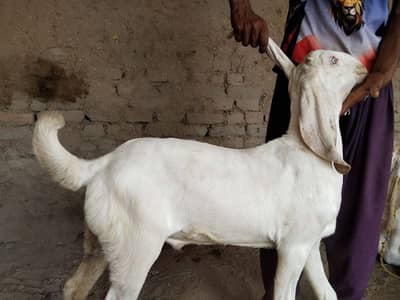 Bakra for sale call--+03219714452