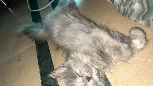 Grey fe 4 sale dm fast