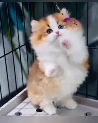 Persian kitten triple Cot for sale. My WhatsApp 03444548868
