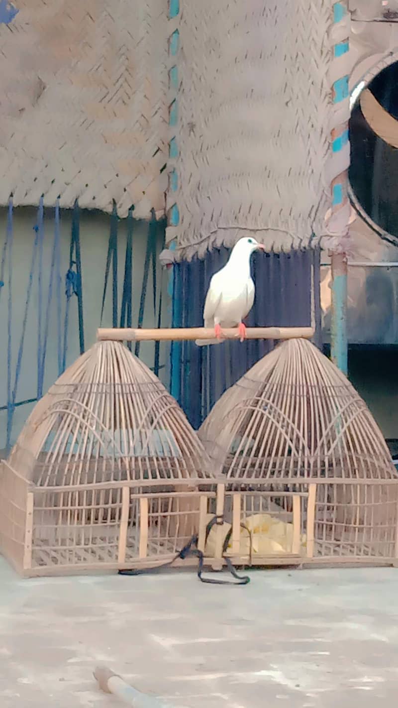 white 0