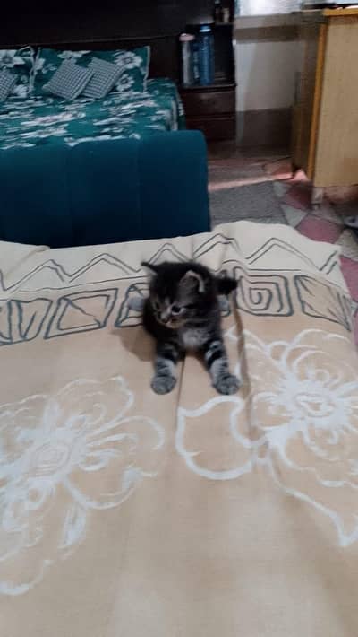 new babay for