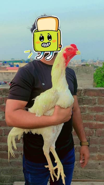 aseel shamo Japanese chicks