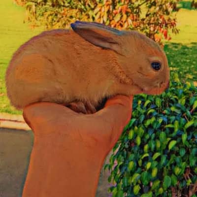 rabbits 500