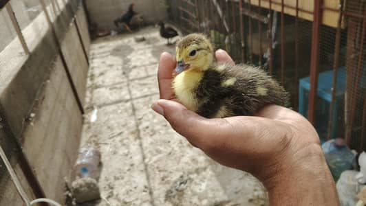 muscovy ducklings batakh k bache chicks