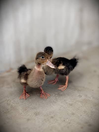 Healthy Baby Ducklings for Sale – 1 Month Old