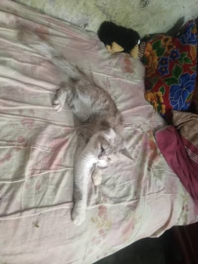 parsion Cat praganet
