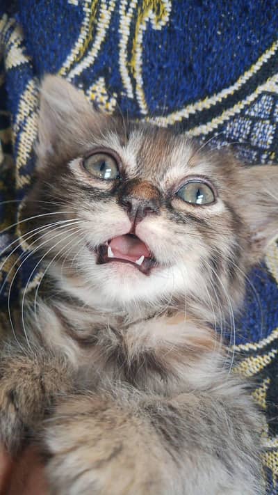 Beautiful Friendly Cat Looking for a Loving Home 