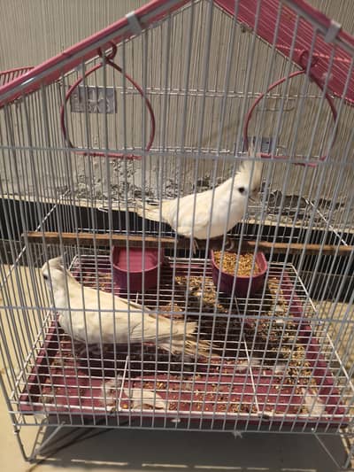 cocktail parrot s pair with cage