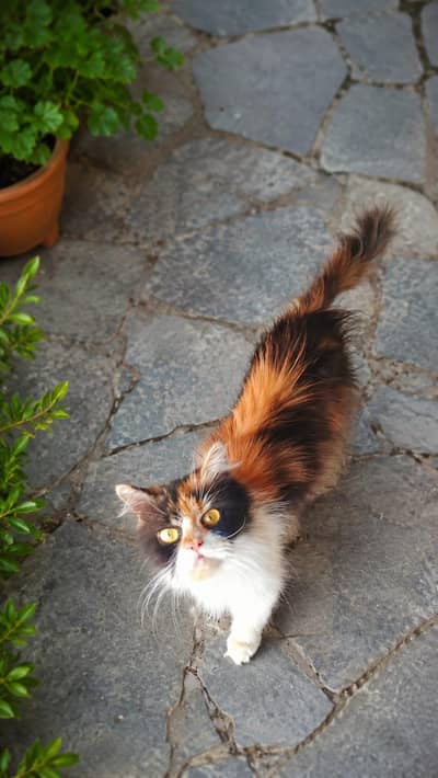 Persian Cat for sale