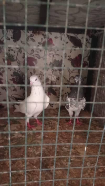 1 High fly  2000 pair, Karblai pegion pair 7000