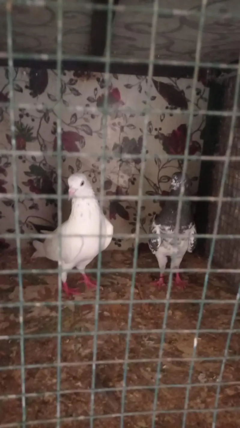 3 high flyers 1500 each 2 male 1 female — photo 2