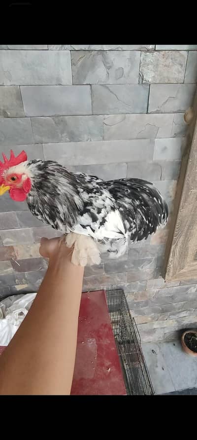 molted Cochin  bantam trio set (1 male 2 females )