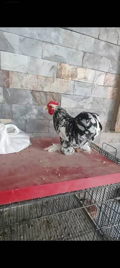 molted Cochin  bantam trio set (1 male 2 females )