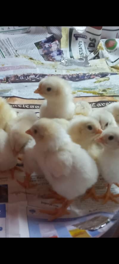 Heera Aseel A+ Quality Pure white Chiks