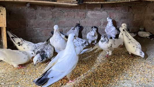 Birds For Sale | Pegions For Sale | Kabooter For Sale