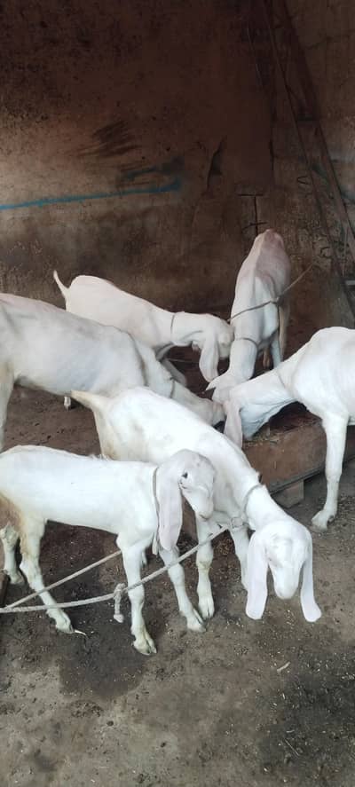 Rajanpuri Goats for Sale | Healthy & Active