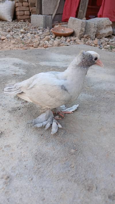 Good Quality Mukhi Chicks