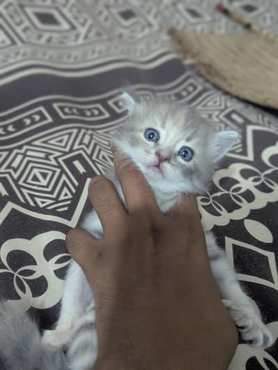 Cat For Sale