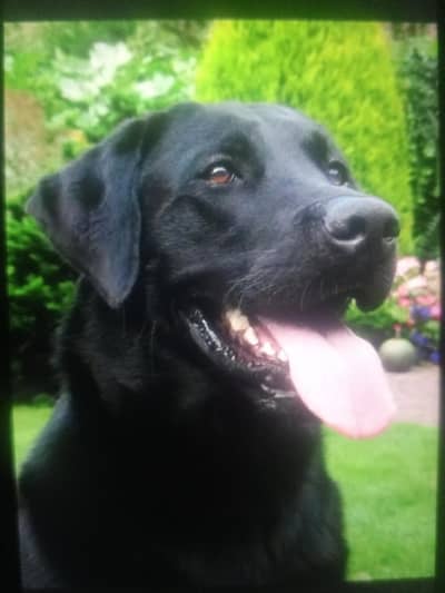 American Labrador