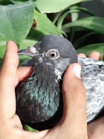 ferozpuri female