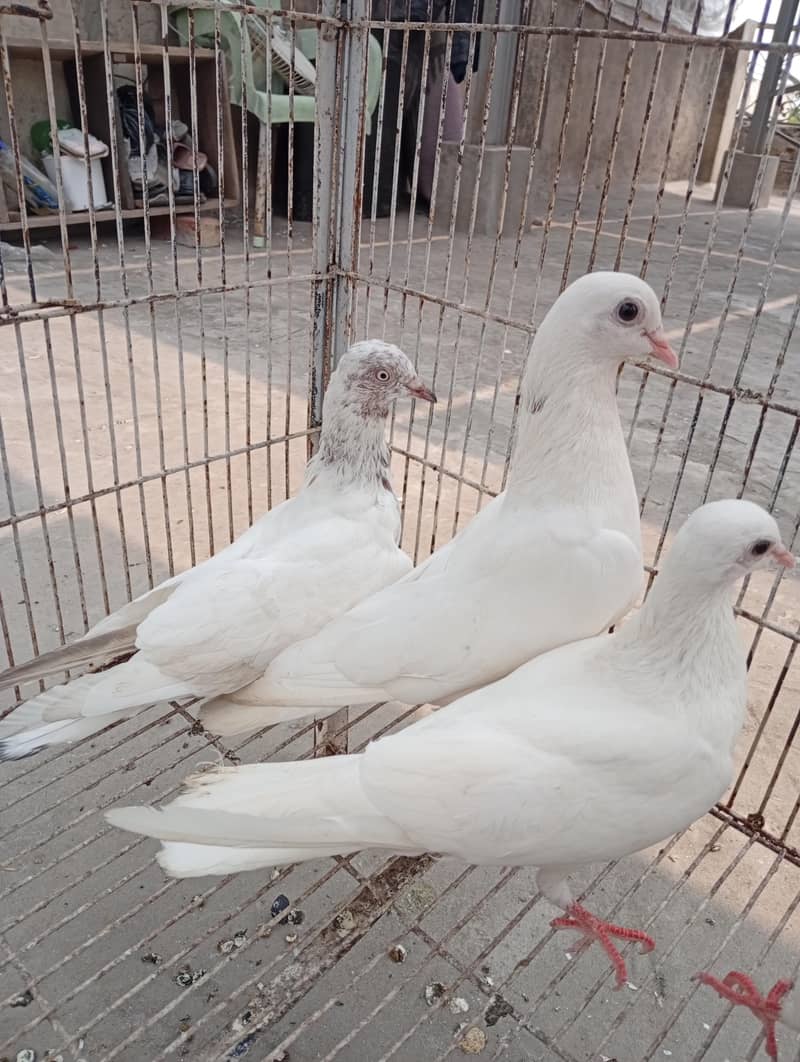 pigeons 4