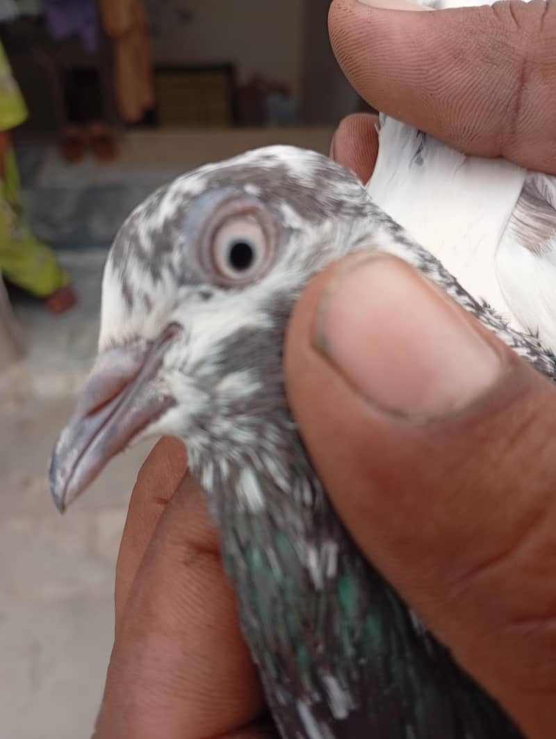 pigeons 5