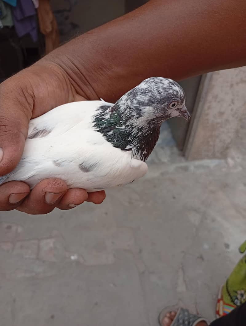 pigeons 6