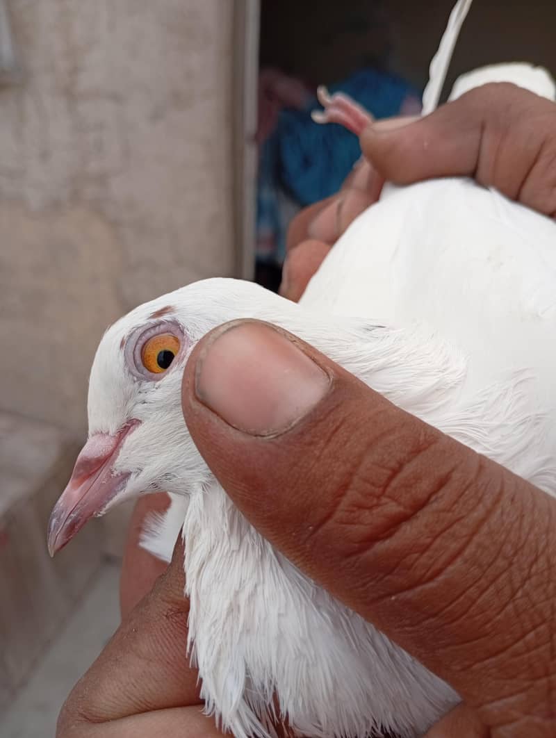 pigeons 7
