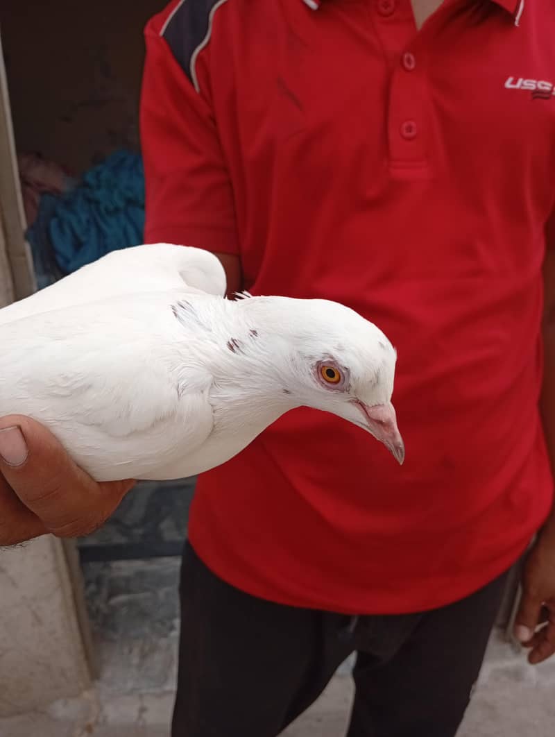 pigeons 8
