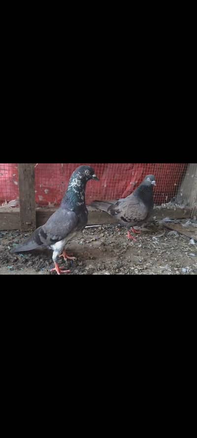 Chapra Pair