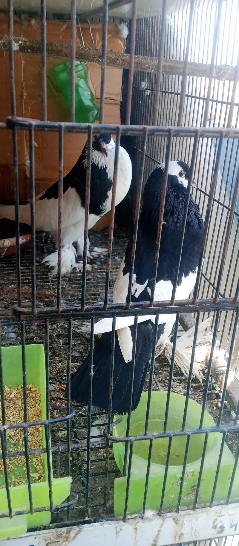 megpai