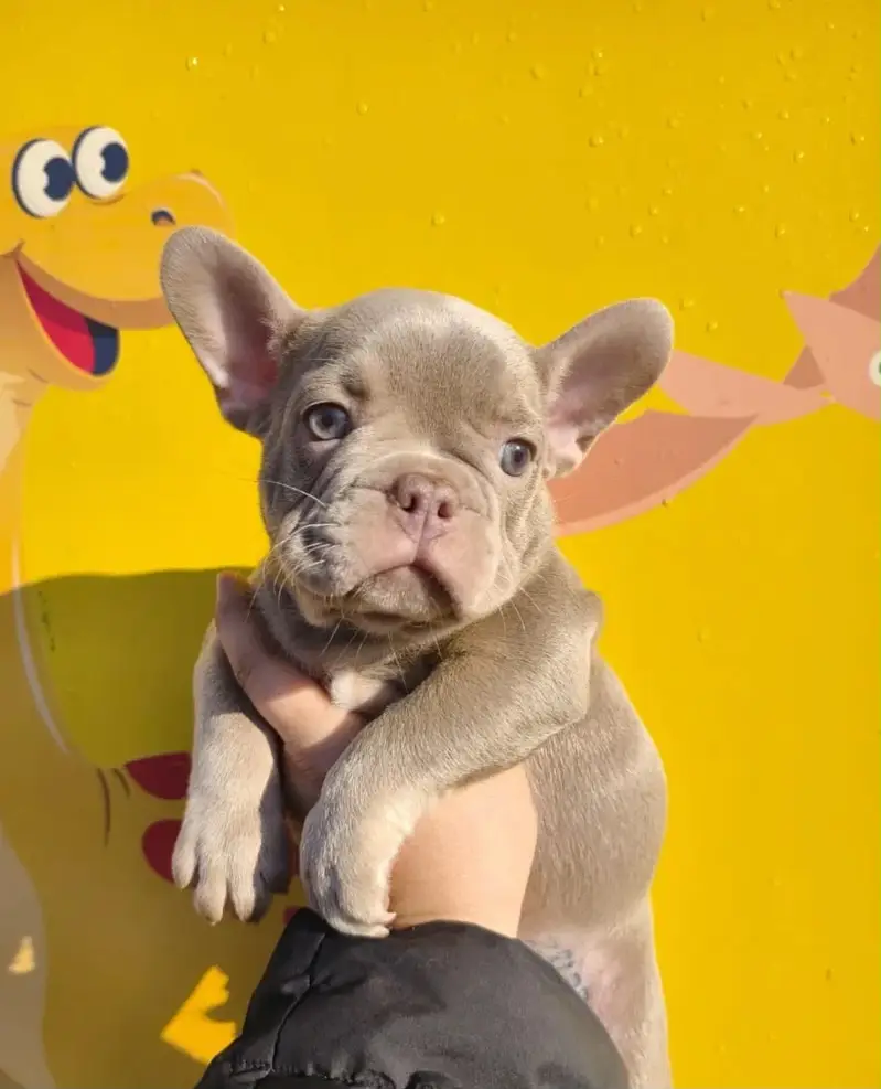 French Bulldog Pups Pedigreed Microchipped Available for import — photo 7