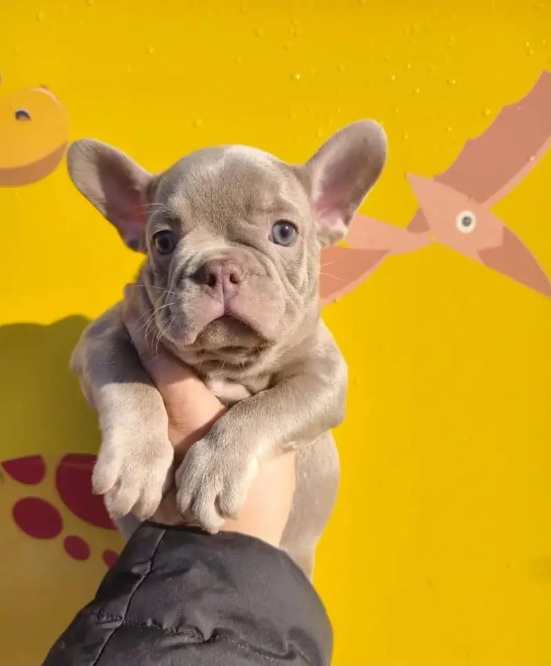French Bulldog Pups Pedigreed Microchipped Available for import — photo 8