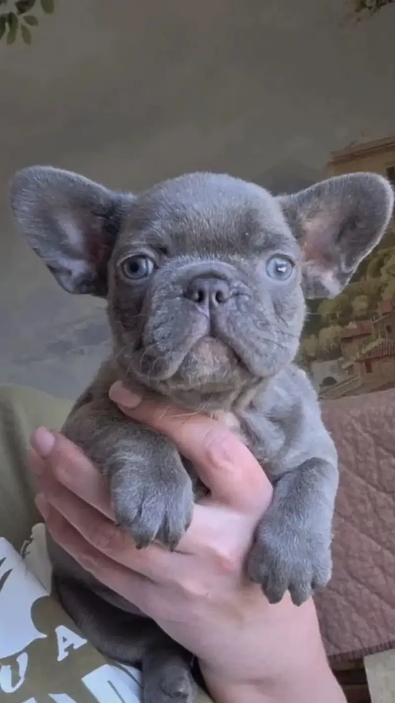 French Bulldog Pups Pedigreed Microchipped Available for import — photo 9
