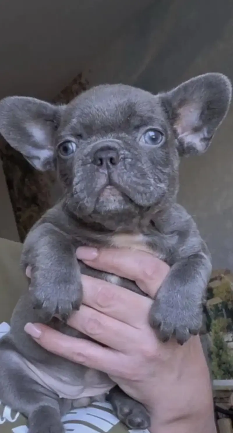French Bulldog Pups Pedigreed Microchipped Available for import — photo 10