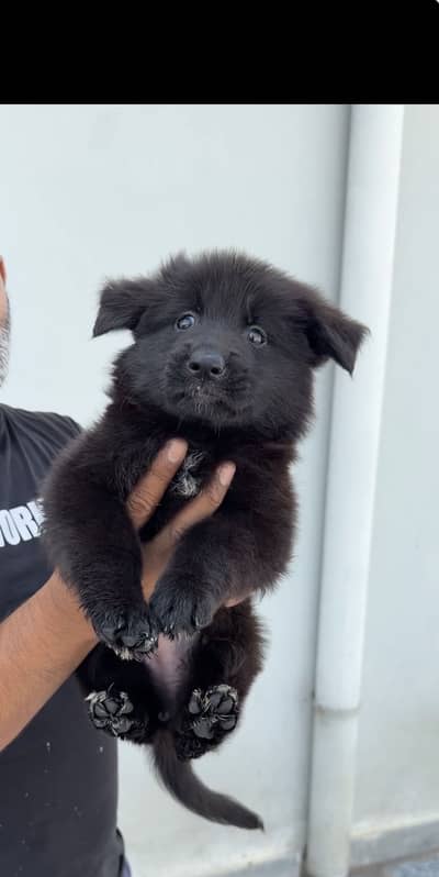 German Shepherd Puppies Available – Black & Black/Tan
