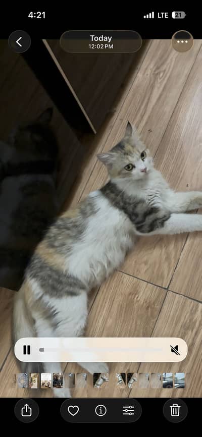 Want to sell cat