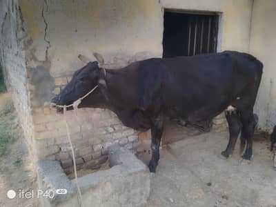 Cow for sale 4 year age