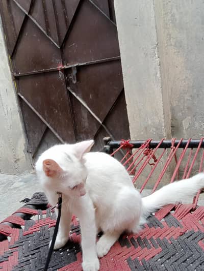 white ‍ cat ‍ urgent sale