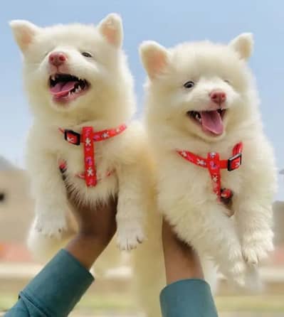 Russian puppy dog for sale only Whatsapp number 03023965616