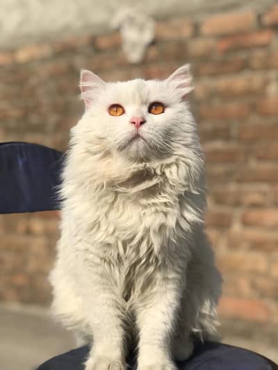 persian 3 coat