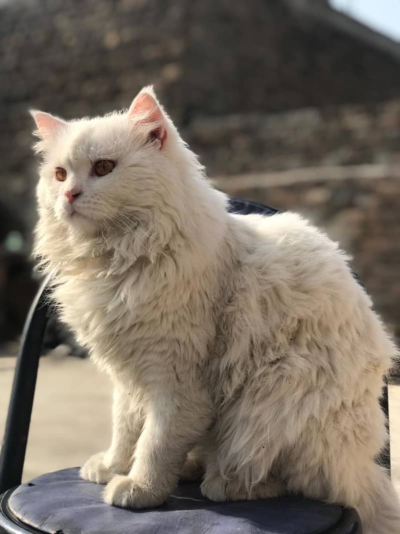 persian 3 coat 1