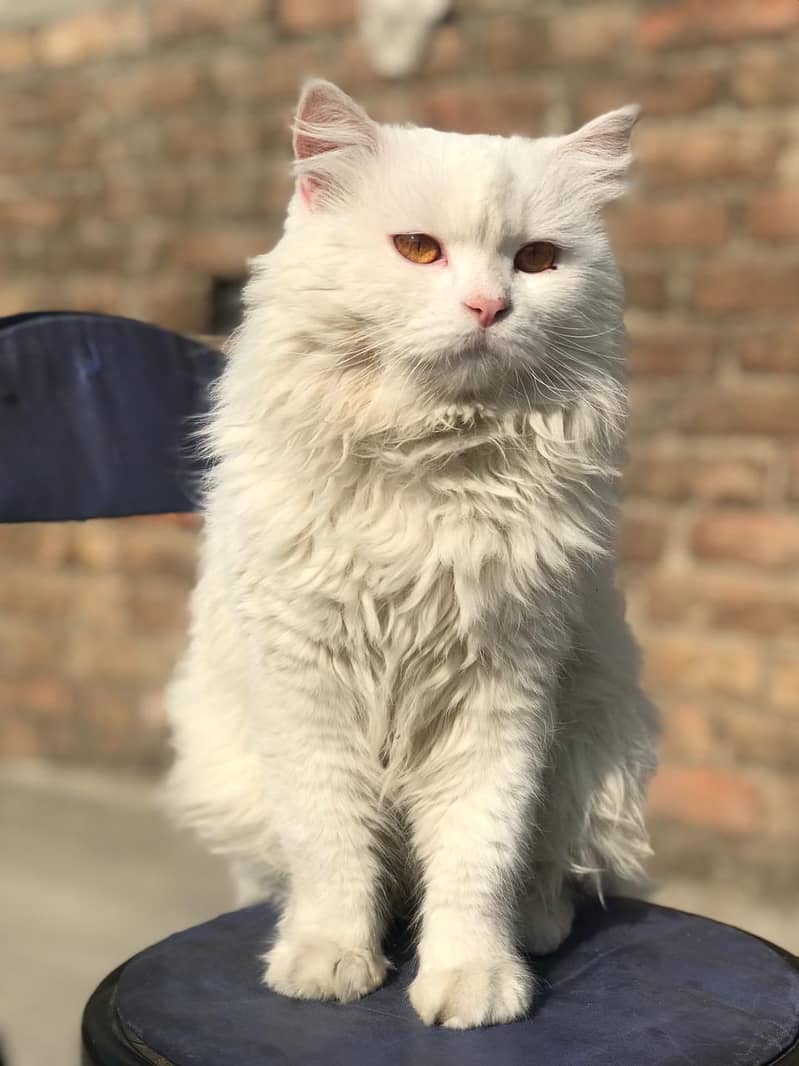 persian 3 coat 2