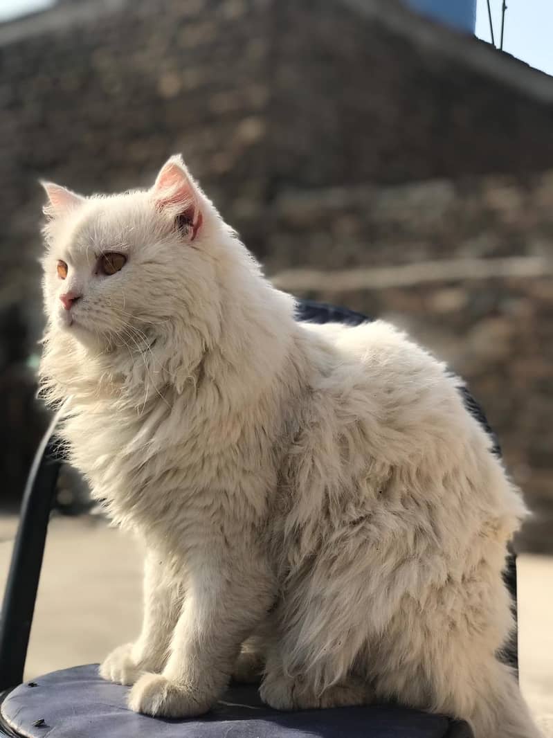 persian 3 coat 3
